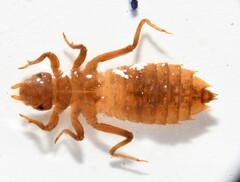 Hylogomphus geminatus