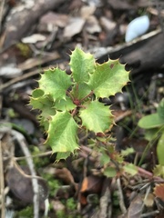 Berberis actinacantha