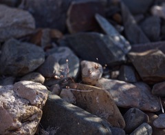 Nemacladus inyoensis