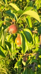 Pyrus communis