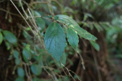 Fieldia australis
