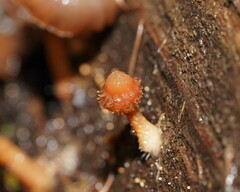Psathyrella echinata