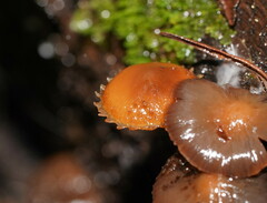 Psathyrella echinata