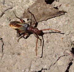 Stenocorus cylindricollis