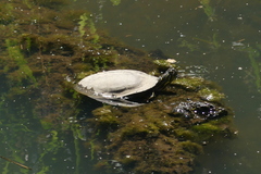 Chrysemys picta bellii