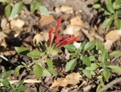 Monardella macrantha macrantha