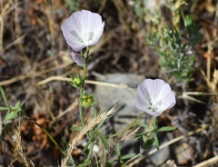 Sidalcea calycosa calycosa