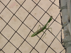 Stagmatoptera binotata
