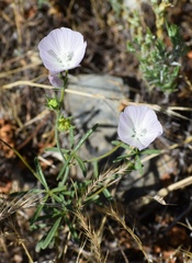 Sidalcea calycosa calycosa
