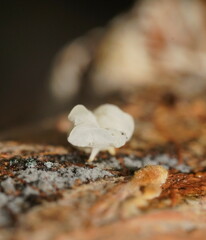 Physalacria australiensis