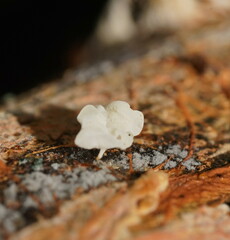 Physalacria australiensis