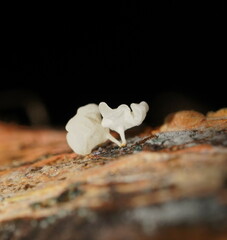 Physalacria australiensis