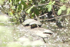 Chrysemys picta bellii