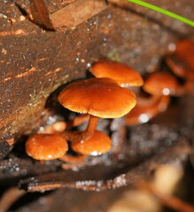 Hypholoma brunneum
