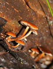 Hypholoma brunneum