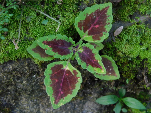 Coleus scutellarioides