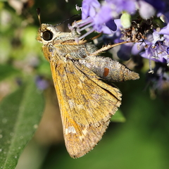 Atalopedes campestris