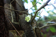 Fieldia australis