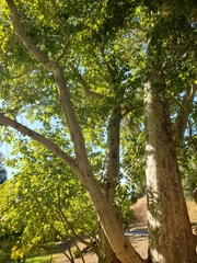 Platanus