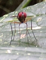 Tanypezidae
