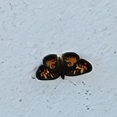 Phyciodes batesii