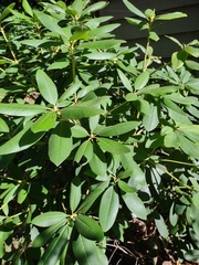 Notholithocarpus