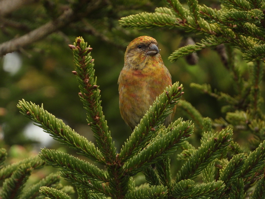 Newfoundland Red Crossbill