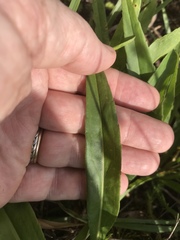 Solidago gracillima