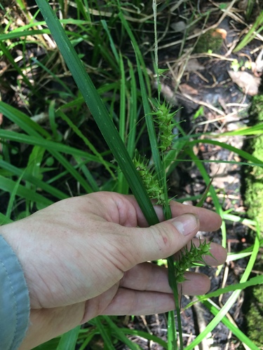Image of Carex gigantea by no rights reserved