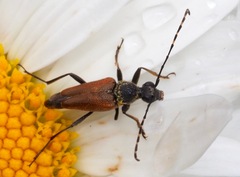 Brachyleptura
