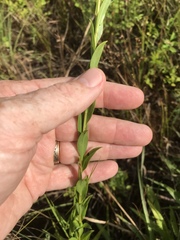 Solidago gracillima