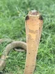 Ophiophagus hannah