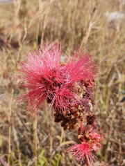 Calliandra dysantha