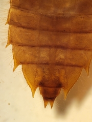 Hylogomphus geminatus