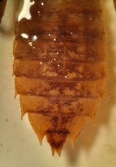 Hylogomphus geminatus