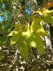 Platanus