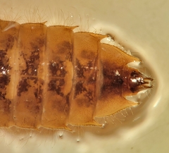Hylogomphus geminatus