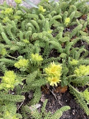 Ivesia gordonii
