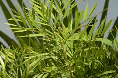 Phyllanthus angustifolius