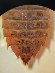 Hylogomphus geminatus