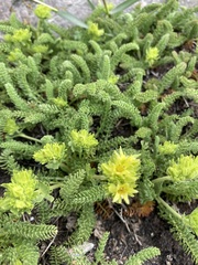 Ivesia gordonii