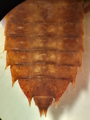 Hylogomphus geminatus