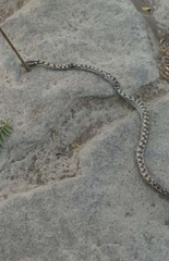 Pseudalsophis elegans