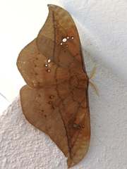 Copaxa multifenestrata