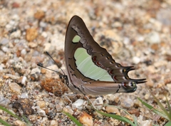 Polyura agraria