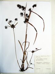 Cyperus orthostachyus