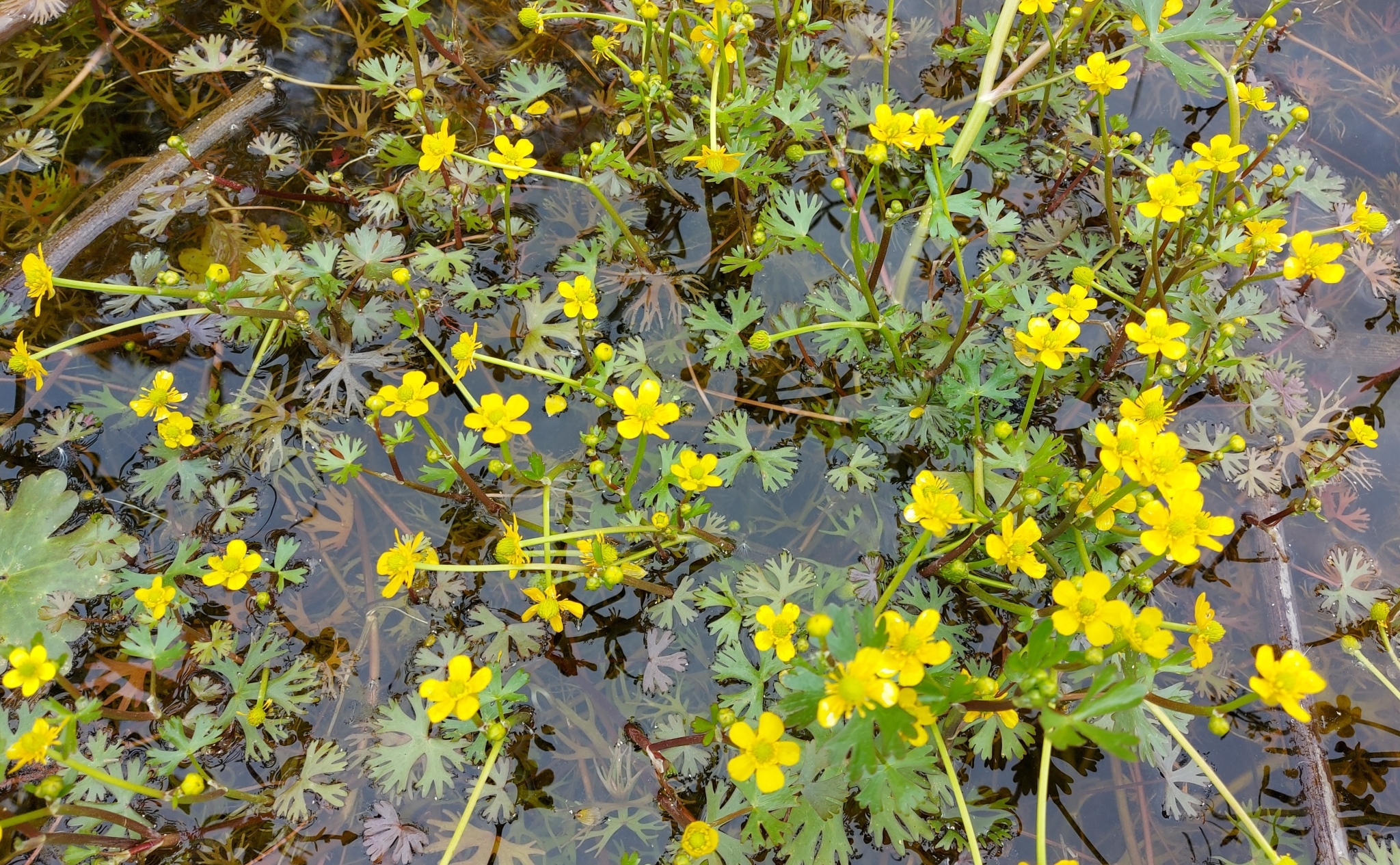 Ranunculus gmelinii