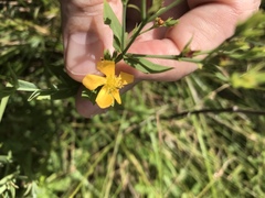 Hypericum virgatum