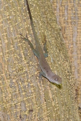 Anolis conspersus