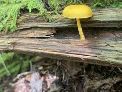 Cyptotrama chrysopepla